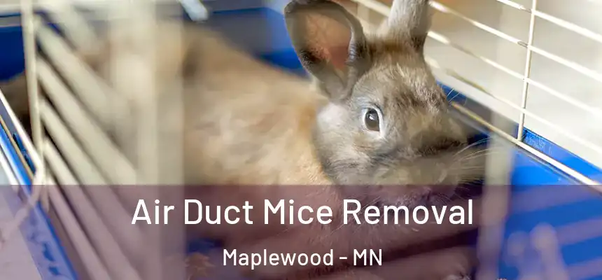 Air Duct Mice Removal Maplewood - MN